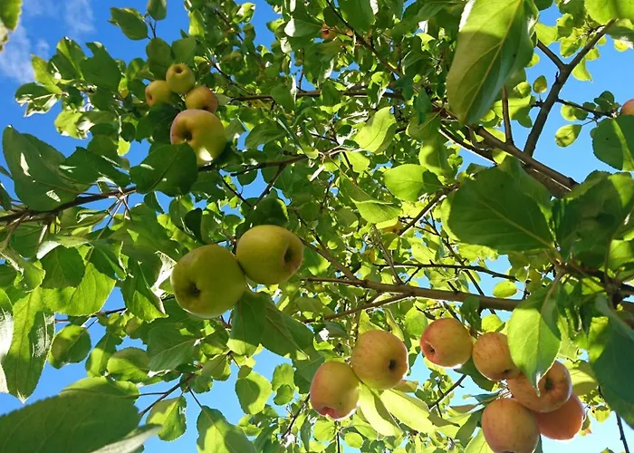 וילה Huovila אילי - לי